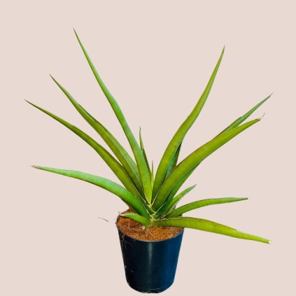 Sansevieria Silver Syreni