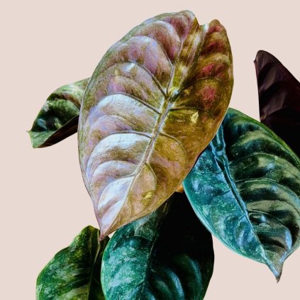 Alocasia cuprea Red Secret pink variegata veľká