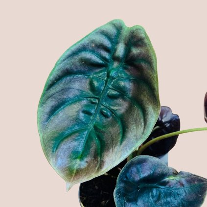 Alocasia cuprea Red Secret