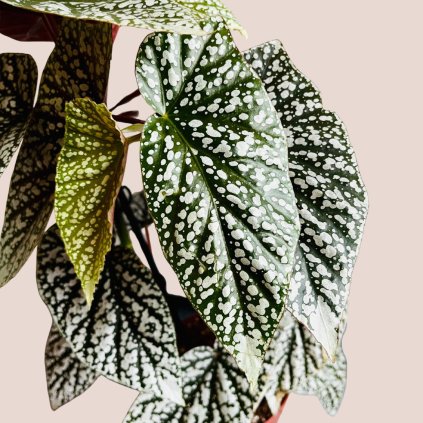 Begonia leaf Snowcap veľká
