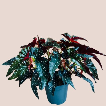 Begonia maculata Black Forest veľká