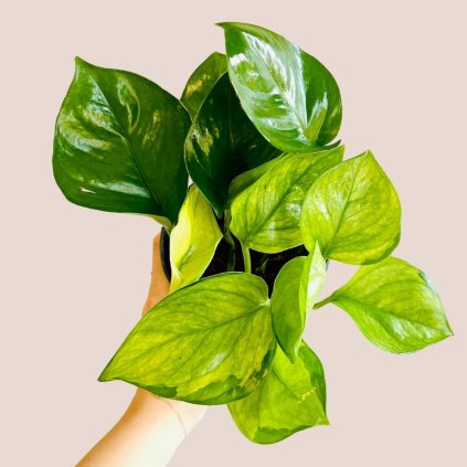 Epipremnum aureum Lemon Top