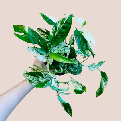 Epipremnum pinnatum marble variegata