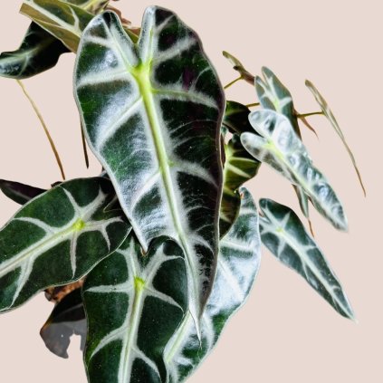 Alocasia bambino arrow