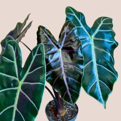 Alocasia Purple Vein veľká