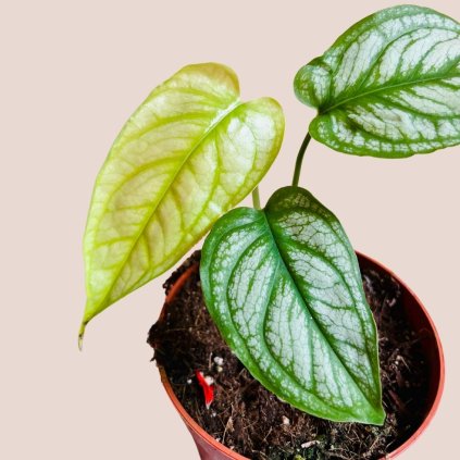 Monstera siltepecana el Salvador