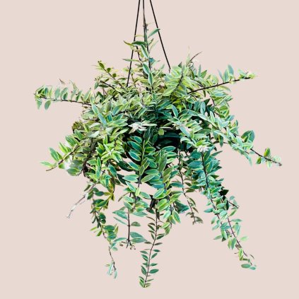 Aeschynanthus Bolero Bicolore