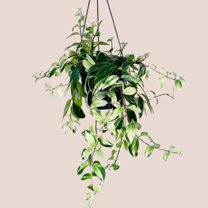 Aeschynanthus lobbianus variegata