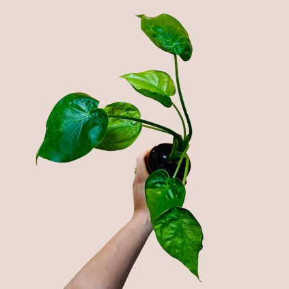 Alocasia cucullata variegata