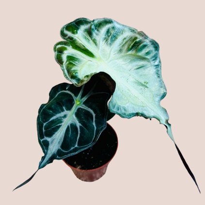 Alocasia venom