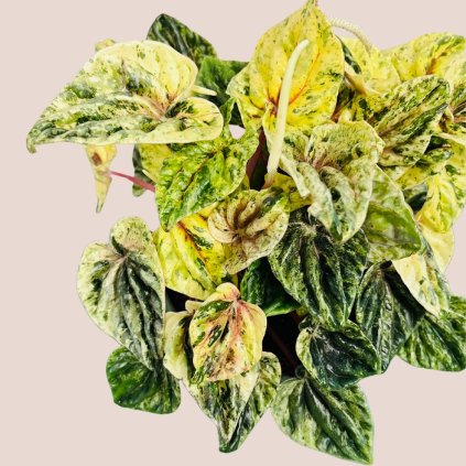 Peperomia caperata Buenos Aires