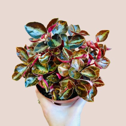 Peperomia caperata Creme Brulee