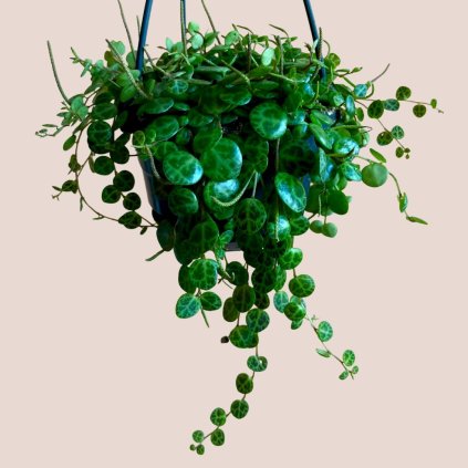 Peperomia prostrata
