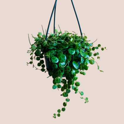 Peperomia prostrata