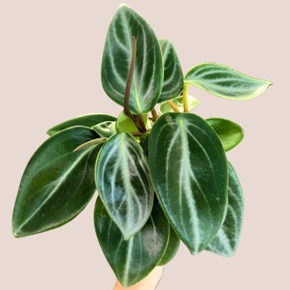 Peperomia Sarcophylla
