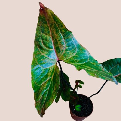 Cyrtosperma Johnstonii