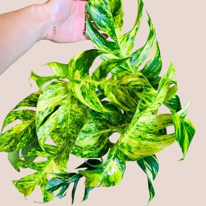 Epipremnum pinnatum Cintho Goldfinger XL