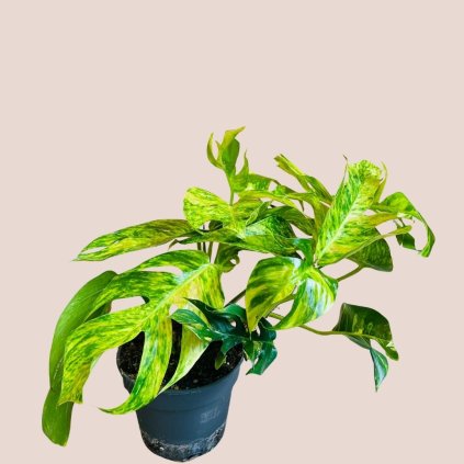 Epipremnum pinnatum Cintho Goldfinger XL
