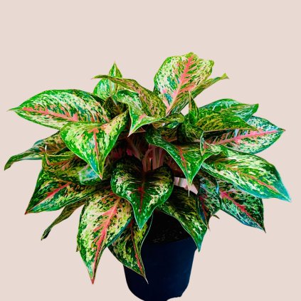 Aglaonema Painted Celebration veľká