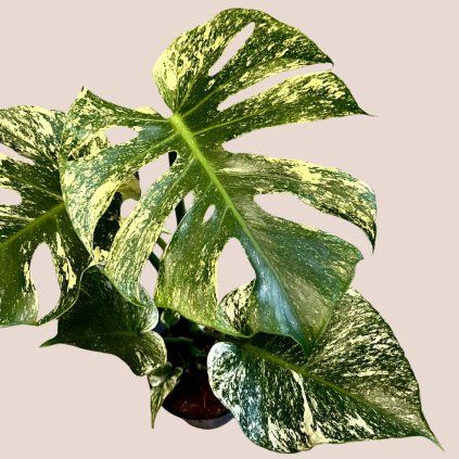 Monstera deliciosa Mint
