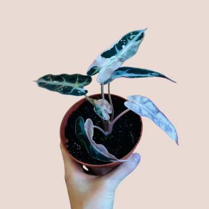 Alocasia bambino pink variegata