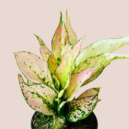 Aglaonema Rosy