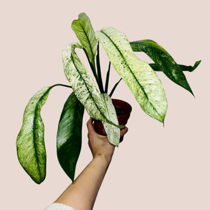 Rhaphidophora puberula variegata veľká