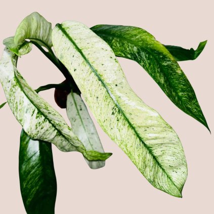 Rhaphidophora puberula variegata veľká