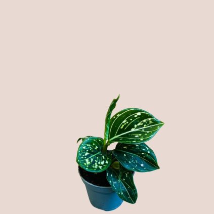 Aglaonema Pepper Bells veľká