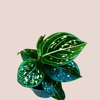 Aglaonema Tom’s Pride