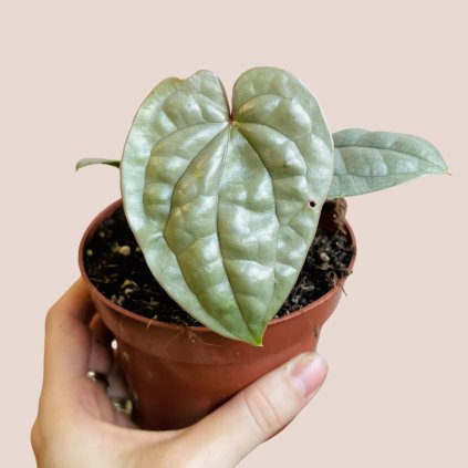 Anthurium luxurians platinum