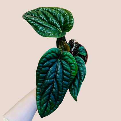 Anthurium luxurians x radicans