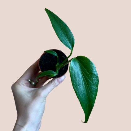 Monstera Burle Marx Flame baby