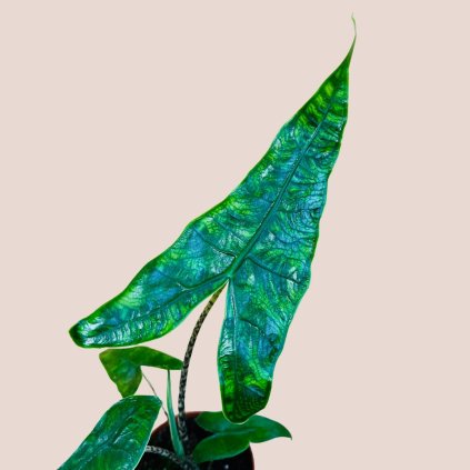 Alocasia reticulata