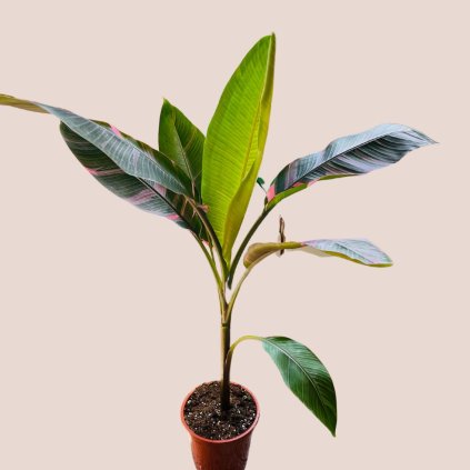 Musa Nono Pink variegata XXL