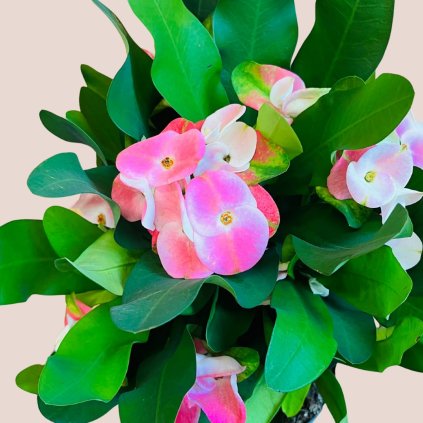 Euphorbia Millii Charlotte