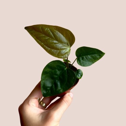 Anthurium Queen of Hearts baby