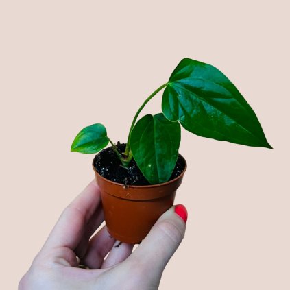 Anthurium Queen of Hearts baby