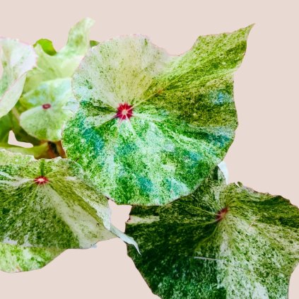 Begonia rouge variegata