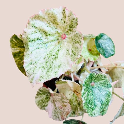 Begonia rouge variegata
