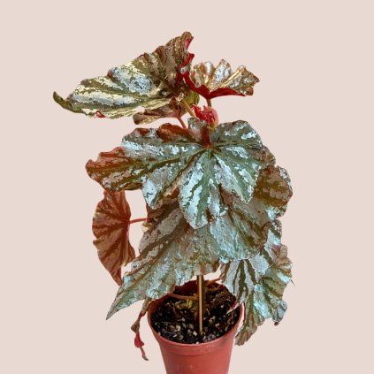 Begonia leaf Looking Glass