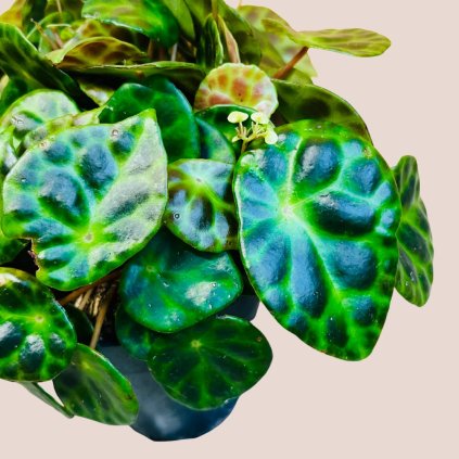 Begonia kingiana