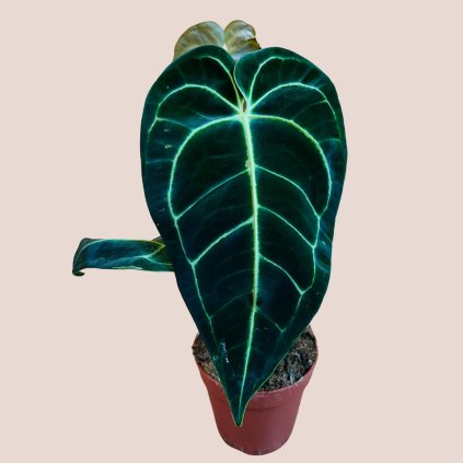 Anthurium regale veľké