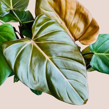 Philodendron Summer Glory