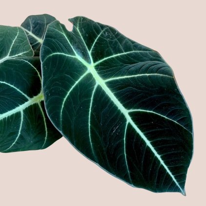 Alocasia reginula Black Velvet