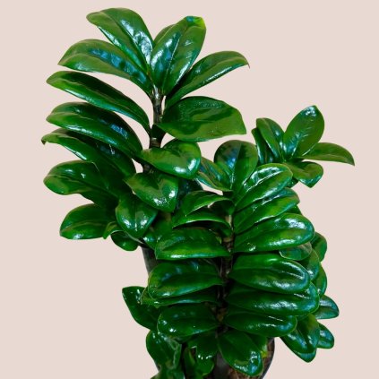 Zamioculcas zamiifolia Zenzi