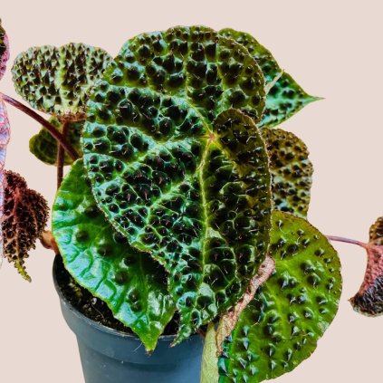 Begonia ferox