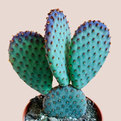 Opuntia microdasis