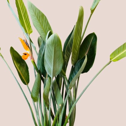 Strelitzia reginae veľká