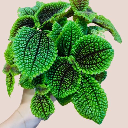 Pilea mollis Moon Valley